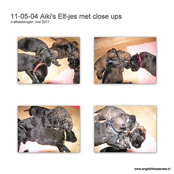 Allemaal Close up foto's van onze Oudduitse Herder pups